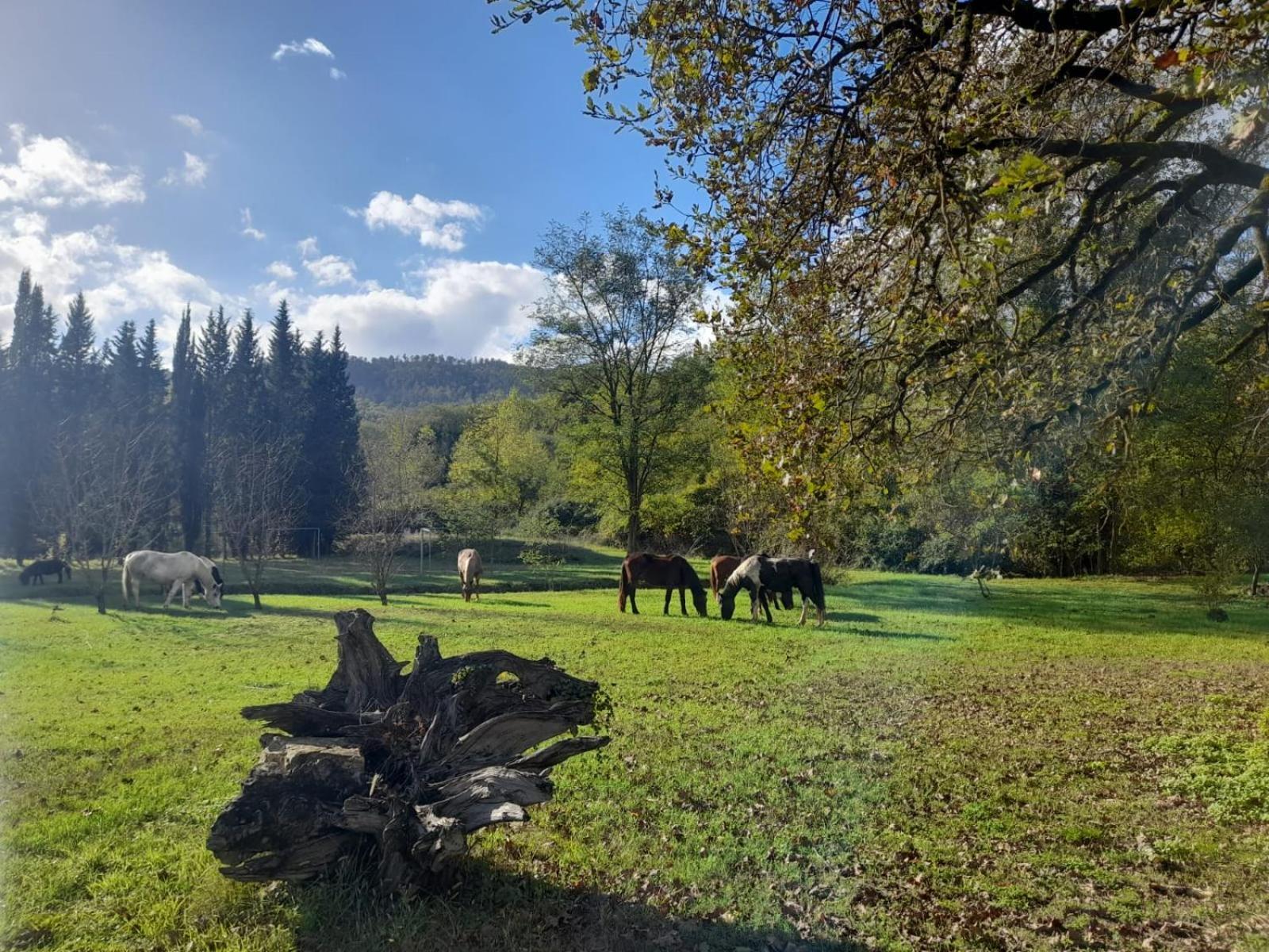 La Casella Antico Feudo Di Campagna Ficulle Екстериор снимка