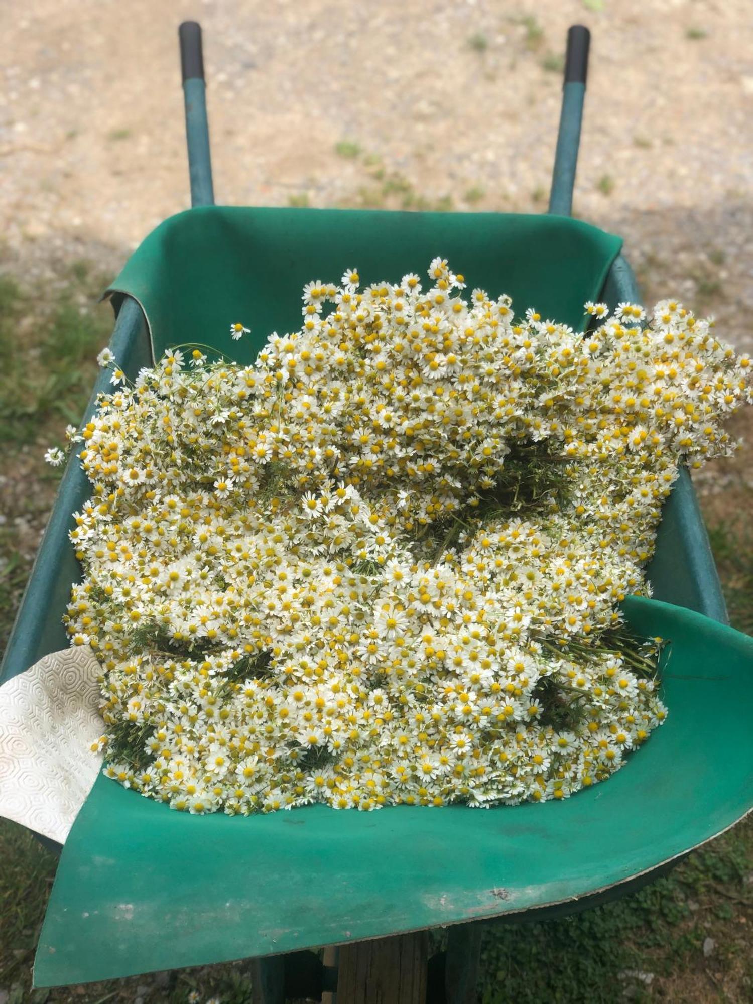 La Casella Antico Feudo Di Campagna Ficulle Екстериор снимка